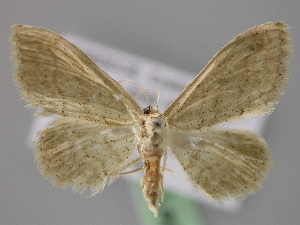  (Idaea palaestinensis - BC ZSM Lep 23623)  @14 [ ] CreativeCommons - Attribution Non-Commercial Share-Alike (2010) Axel Hausmann SNSB, Zoologische Staatssammlung Muenchen