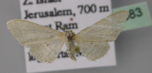  (Idaea troglodytaria - BC ZSM Lep 23683)  @13 [ ] CreativeCommons - Attribution Non-Commercial Share-Alike (2010) Axel Hausmann SNSB, Zoologische Staatssammlung Muenchen