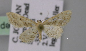  (Idaea lobaria - BC ZSM Lep 23824)  @13 [ ] CreativeCommons - Attribution Non-Commercial Share-Alike (2010) Axel Hausmann SNSB, Zoologische Staatssammlung Muenchen