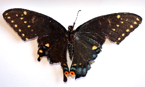  (Papilio polyxenes polyxenes - BC ZSM Lep 91541)  @11 [ ] CreativeCommons - Attribution Non-Commercial Share-Alike (2016) SNSB, Staatliche Naturwissenschaftliche Sammlungen Bayerns ZSM (SNSB, Zoologische Staatssammlung Muenchen)