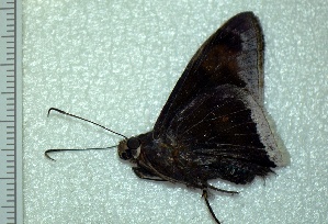  ( - BC ZSM Lep 92837)  @12 [ ] Axel Hausmann/Bavarian State Collection of Zoology (ZSM) (2016) Axel Hausmann/Bavarian State Collection of Zoology (ZSM) SNSB, Zoologische Staatssammlung Muenchen