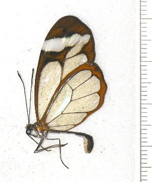  ( - BC ZSM Lep 93800)  @14 [ ] CreativeCommons - Attribution Non-Commercial Share-Alike (2016) SNSB, Staatliche Naturwissenschaftliche Sammlungen Bayerns ZSM (SNSB, Zoologische Staatssammlung Muenchen)