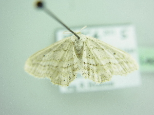  ( - BC ZSM Lep 93928)  @12 [ ] CreativeCommons - Attribution Non-Commercial Share-Alike (2016) SNSB, Staatliche Naturwissenschaftliche Sammlungen Bayerns ZSM (SNSB, Zoologische Staatssammlung Muenchen)