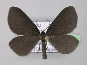  ( - BC ZSM Lep 24222)  @13 [ ] Copyright (2010) Axel Hausmann/Bavarian State Collection of Zoology (ZSM) SNSB, Zoologische Staatssammlung Muenchen