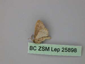  (Idaea AH01Pe - BC ZSM Lep 25898)  @13 [ ] CreativeCommons - Attribution Non-Commercial Share-Alike (2010) Axel Hausmann SNSB, Zoologische Staatssammlung Muenchen