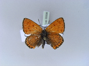 (Lycaena thersamon - BC ZSM Lep 30508)  @13 [ ] CreativeCommons - Attribution Non-Commercial Share-Alike (2010) Axel Hausmann SNSB, Zoologische Staatssammlung Muenchen