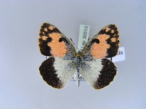  (Colotis phisadia palestinensis - BC ZSM Lep 30513)  @14 [ ] CreativeCommons - Attribution Non-Commercial Share-Alike (2010) Axel Hausmann SNSB, Zoologische Staatssammlung Muenchen