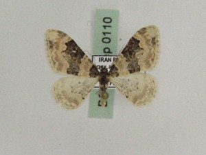  ( - BC PG Lep 0110)  @13 [ ] Copyright (2010) Gergely Petranyi Research Collection of Gergely Petranyi