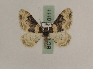  ( - BC PG Lep 0111)  @13 [ ] Copyright (2010) Gergely Petranyi Research Collection of Gergely Petranyi