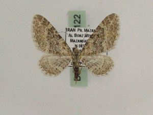  (Eupithecia kunzi - BC PG Lep 0122)  @13 [ ] Copyright (2010) Gergely Petranyi Research Collection of Gergely Petranyi