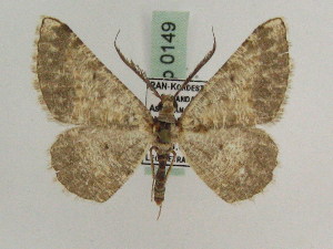  ( - BC PG Lep 0149)  @13 [ ] Copyright (2010) Gergely Petranyi Research Collection of Gergely Petranyi