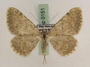  ( - BC PG Lep 0151)  @13 [ ] Copyright (2010) Gergely Petranyi Research Collection of Gergely Petranyi