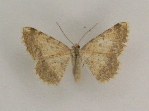  ( - BC PG Lep 0154)  @13 [ ] Copyright (2010) Gergely Petranyi Research Collection of Gergely Petranyi