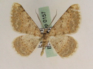  ( - BC PG Lep 0157)  @13 [ ] Copyright (2010) Gergely Petranyi Research Collection of Gergely Petranyi