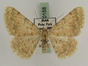 ( - BC PG Lep 0158)  @13 [ ] Copyright (2010) Gergely Petranyi Research Collection of Gergely Petranyi