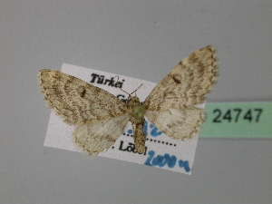  (Eupithecia AH12Tr - BC ZSM Lep 24747)  @13 [ ] CreativeCommons - Attribution Non-Commercial Share-Alike (2010) Axel Hausmann SNSB, Zoologische Staatssammlung Muenchen