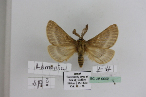  (Lemonia GM01Is - BC JM 0052)  @12 [ ] Unspecified (default): All Rights Reserved  Unspecified Unspecified
