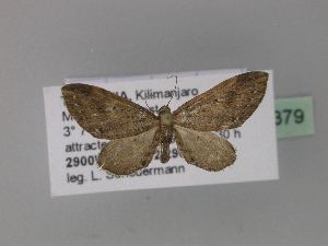  (Eupithecia mendosariaAH04Tz - BC ZSM Lep 29379)  @11 [ ] CreativeCommons - Attribution Non-Commercial Share-Alike (2010) Axel Hausmann SNSB, Zoologische Staatssammlung Muenchen
