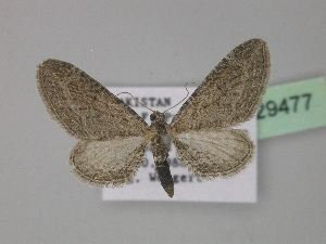  (Eupithecia AH08Pk - BC ZSM Lep 29477)  @13 [ ] CreativeCommons - Attribution Non-Commercial Share-Alike (2010) Axel Hausmann SNSB, Zoologische Staatssammlung Muenchen