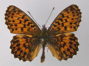 (Boloria titania - BC ZSM Lep 32168)  @15 [ ] CreativeCommons - Attribution Non-Commercial Share-Alike (2010) Axel Hausmann SNSB, Zoologische Staatssammlung Muenchen