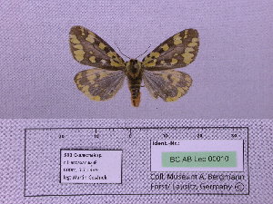  (Platarctia atropurpurea - BC AB Lep 00010)  @13 [ ] Copyright (2010) Andreas Bergmann Research Collection of Andreas Bergmann