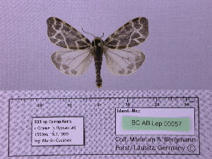  (Holoarctia puengeleri - BC AB Lep 00057)  @13 [ ] Copyright (2010) Andreas Bergmann Research Collection of Andreas Bergmann