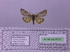  ( - BC AB Lep 00137)  @13 [ ] Copyright (2010) Andreas Bergmann Research Collection of Andreas Bergmann