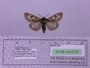  (Palearctia rasa - BC AB Lep 00174)  @12 [ ] Copyright (2010) Andreas Bergmann Research Collection of Andreas Bergmann