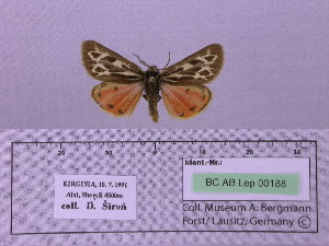  (Palearctia glaphyra aksuensis - BC AB Lep 00188)  @13 [ ] Copyright (2010) Andreas Bergmann Research Collection of Andreas Bergmann