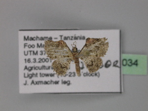  ( - BC ZSM Lep 32034)  @12 [ ] CreativeCommons - Attribution Non-Commercial Share-Alike (2010) Axel Hausmann SNSB, Zoologische Staatssammlung Muenchen