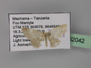  (Idaea pulveraria - BC ZSM Lep 32042)  @13 [ ] CreativeCommons - Attribution Non-Commercial Share-Alike (2010) Axel Hausmann SNSB, Zoologische Staatssammlung Muenchen
