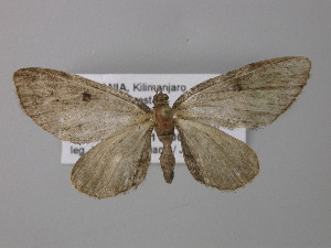  (Eupithecia AH01Tz - BC ZSM Lep 32084)  @14 [ ] CreativeCommons - Attribution Non-Commercial Share-Alike (2010) Axel Hausmann SNSB, Zoologische Staatssammlung Muenchen