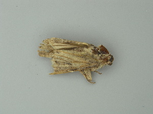  (Spodoptera cilium cycloides - BC ZSM Lep 73354)  @13 [ ] CreativeCommons - Attribution Non-Commercial Share-Alike (2015) Axel Hausmann SNSB, Zoologische Staatssammlung Muenchen