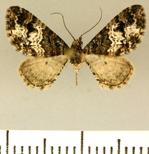  (Eupithecia rubiginifera - JLC ZW Lep 00005)  @14 [ ] Copyright (2010) Juergen Lenz Research Collection of Juergen Lenz