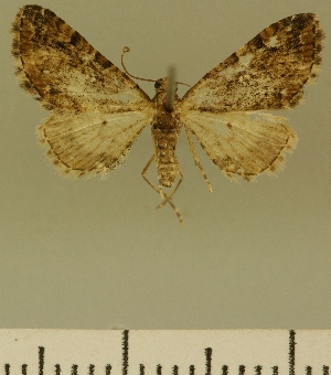  (Eupithecia JLCZW00026 - JLC ZW Lep 00026)  @11 [ ] Copyright (2010) Juergen Lenz Research Collection of Juergen Lenz