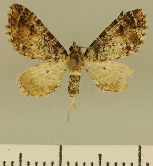  (Eupithecia JLCZW00033 - JLC ZW Lep 00033)  @11 [ ] Copyright (2010) Juergen Lenz Research Collection of Juergen Lenz