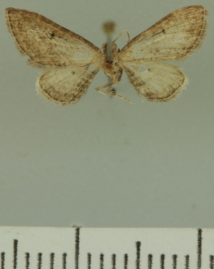  (Eupithecia JLCZW00034 - JLC ZW Lep 00034)  @11 [ ] Copyright (2010) Juergen Lenz Research Collection of Juergen Lenz