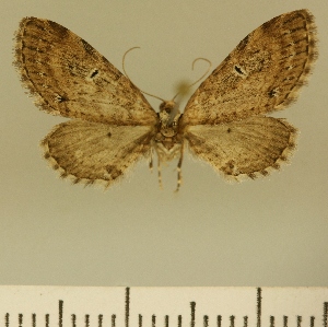  (Eupithecia JLCZW00053 - JLC ZW Lep 00053)  @12 [ ] Copyright (2010) Juergen Lenz Research Collection of Juergen Lenz