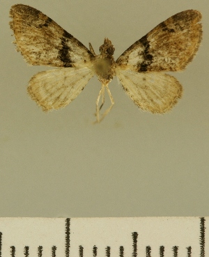  (Eupithecia JLCZW00060 - JLC ZW Lep 00060)  @11 [ ] Copyright (2010) Juergen Lenz Research Collection of Juergen Lenz