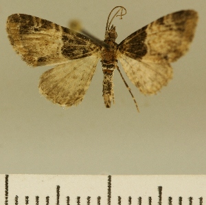  (Eupithecia JLCZW00101 - JLC ZW Lep 00101)  @13 [ ] Copyright (2010) Juergen Lenz Research Collection of Juergen Lenz