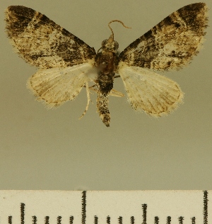  (Eupithecia JLCZW00102 - JLC ZW Lep 00102)  @11 [ ] Copyright (2010) Juergen Lenz Research Collection of Juergen Lenz