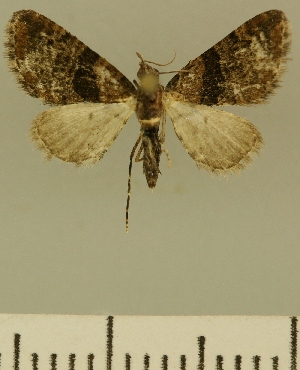  (Eupithecia JLCZW00109 - JLC ZW Lep 00109)  @14 [ ] Copyright (2010) Juergen Lenz Research Collection of Juergen Lenz