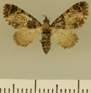  (Eupithecia JLCZW00110 - JLC ZW Lep 00110)  @14 [ ] Copyright (2010) Juergen Lenz Research Collection of Juergen Lenz