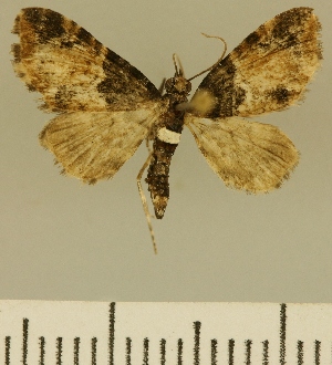  (Eupithecia JLCZW00111 - JLC ZW Lep 00111)  @11 [ ] Copyright (2010) Juergen Lenz Research Collection of Juergen Lenz