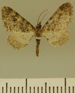  (Eupithecia JLCZW00114 - JLC ZW Lep 00114)  @11 [ ] Copyright (2010) Juergen Lenz Research Collection of Juergen Lenz