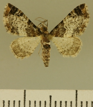  (Eupithecia JLCZW00115 - JLC ZW Lep 00115)  @11 [ ] Copyright (2010) Juergen Lenz Research Collection of Juergen Lenz
