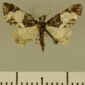  (Eupithecia JLCZW00116 - JLC ZW Lep 00116)  @11 [ ] Copyright (2010) Juergen Lenz Research Collection of Juergen Lenz