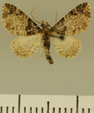  (Eupithecia JLCZW00117 - JLC ZW Lep 00117)  @11 [ ] Copyright (2010) Juergen Lenz Research Collection of Juergen Lenz