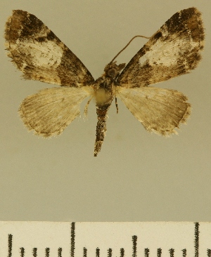  (Eupithecia JLCZW00120 - JLC ZW Lep 00120)  @11 [ ] Copyright (2010) Juergen Lenz Research Collection of Juergen Lenz