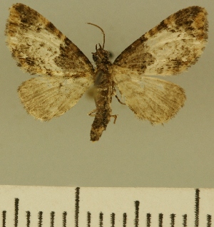  (Eupithecia JLCZW00125 - JLC ZW Lep 00125)  @11 [ ] Copyright (2010) Juergen Lenz Research Collection of Juergen Lenz